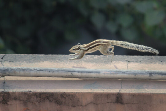 Indian Palm Squirrel Leaping. Agile Squirrel Crossing the Pipe. Striped Squirrel in Motion