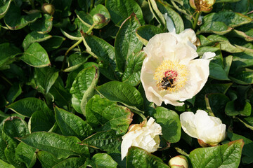 White peony with yellow centre, bumblebee and bits, Pollination
