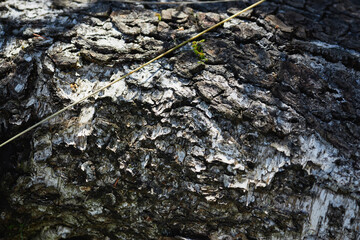 Close-up of textured tree bark showing intricate patterns in natural light
