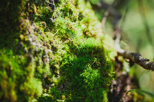 Vibrant green moss covering a tree bark in a sunlit forest setting - Powered by Adobe