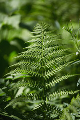 Lush green fern standing tall in a vibrant forest setting during daylight