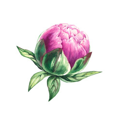 Watercolor peony flower bud isolated on white. Pink flower for cards, invitations, crapbooking, and playful seasonal designs.