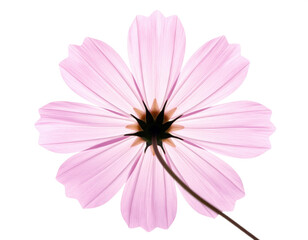 Underside of a Pink Cosmos Flower