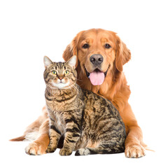 Obraz premium A golden retriever dog sits behind a tabby cat, both facing forward with calm expressions, symbolizing companionship and pet friendship