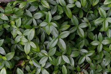 green leaves background