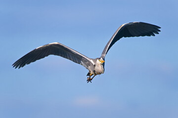 Graureiher im Flug	