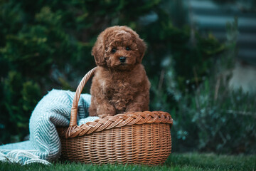 Poodle babies in kennel. Newborn toy poodle puppies. Dwarf red poodle	
