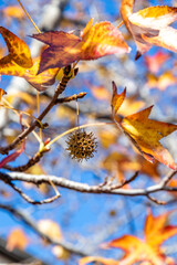 Liquidambar-eraciflua. Colorful autumn background with red maple foliage. Bright red leaves and green fruits are the autumn season. Golden leaves and green fruits of Liquidambarian eraciflua.