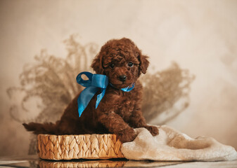 Poodle babies in kennel. Newborn toy poodle puppies. Dwarf red poodle	
