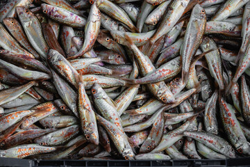 Fresh fish at the fish stall. Fresh seafood at the fish market. Red mullets (Mullus barbatus) fresh fishes. Close-up of fresh red mullet (mullus barbatus) at the fish market. 