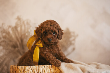Poodle babies in kennel. Newborn toy poodle puppies. Dwarf red poodle	
