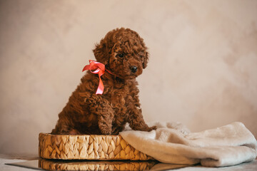 Poodle babies in kennel. Newborn toy poodle puppies. Dwarf red poodle	
