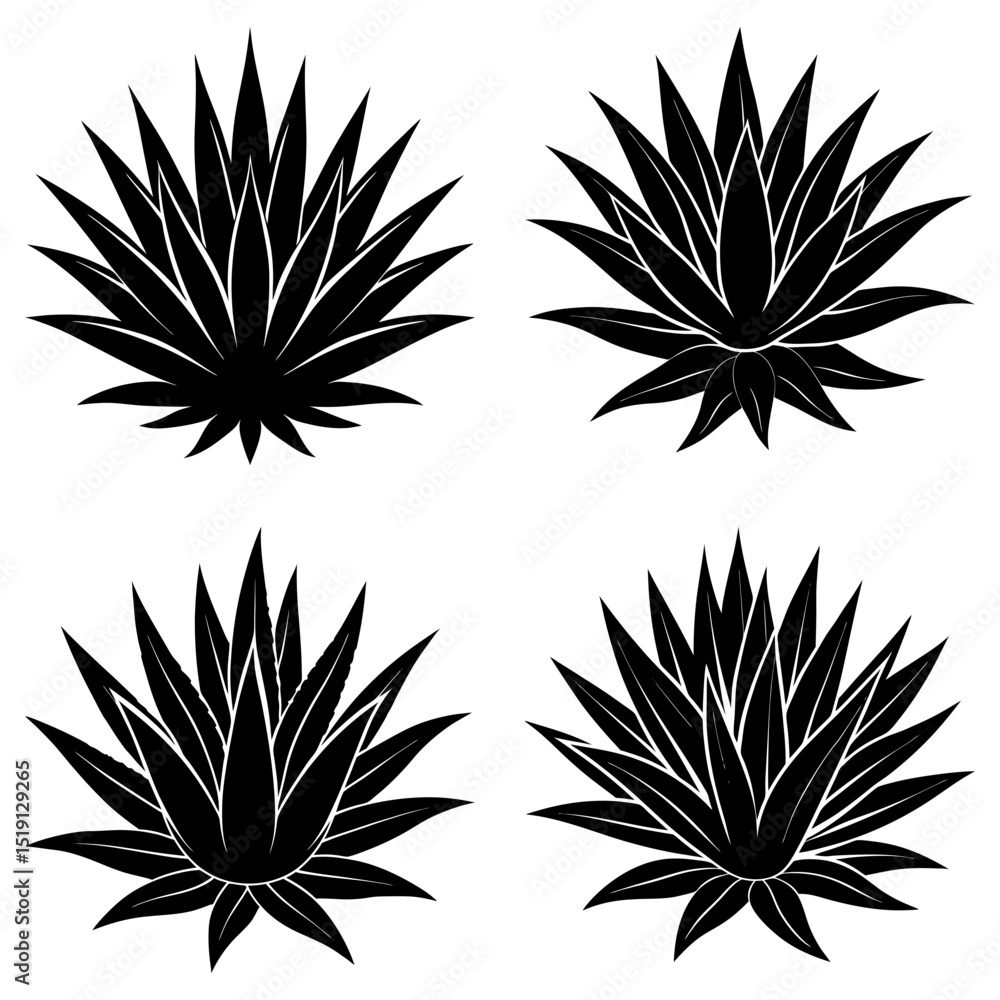 Poster four agave plants with sharp pointed leaves arranged in a circular pattern in black and white graphi
