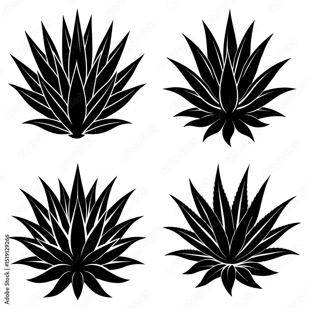 Poster four agave plants with sharp pointed leaves arranged in a square pattern in black and white color sc