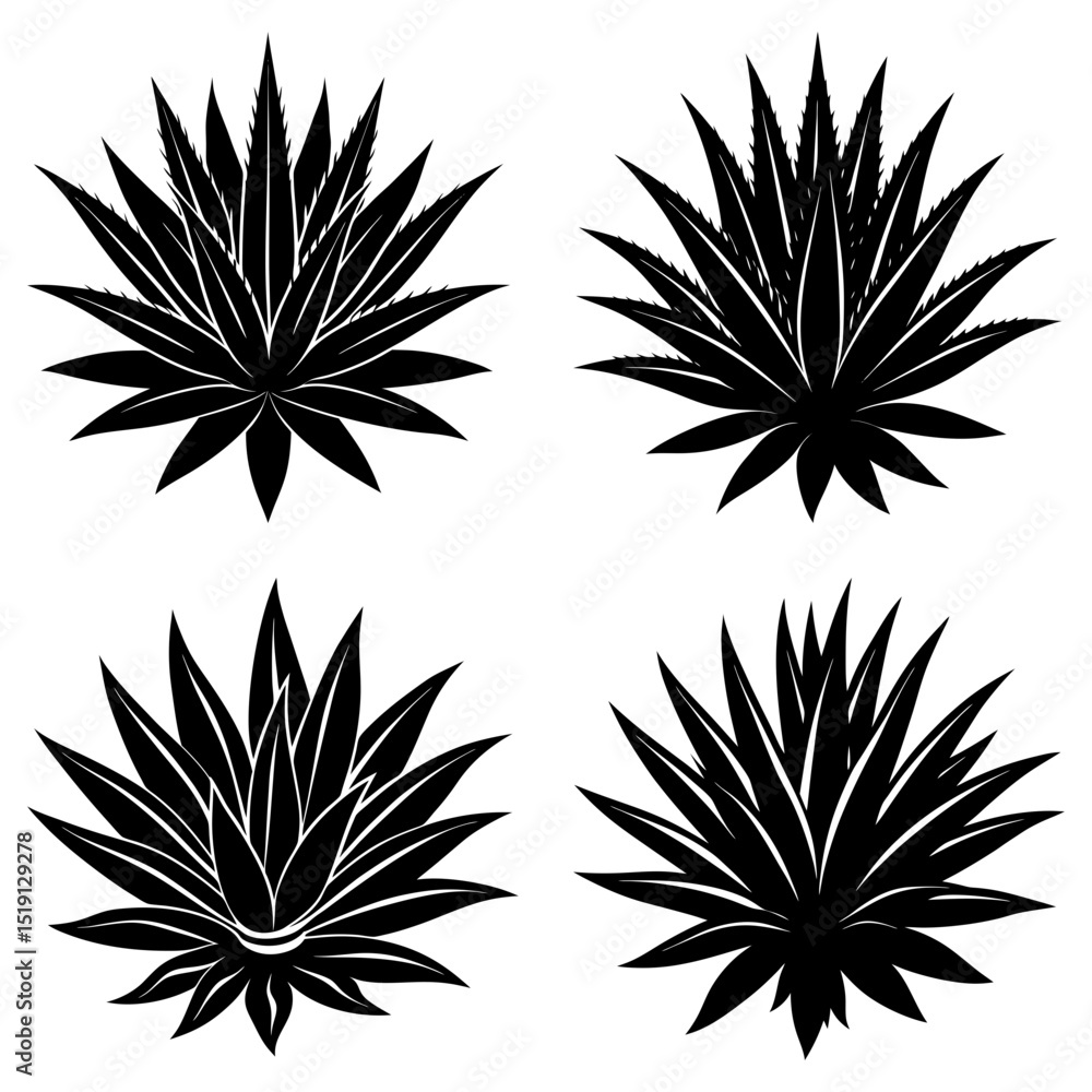 Poster four agave plants with sharp leaves in a black and white pattern creating a desert botanical illustr