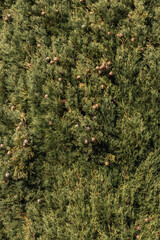 thuja, tree, background, nature, natural, beautiful, outdoors, light, morning, house, christmas, old, russian, day, season, background green branches, green thuja, macro photo of greenery close-up