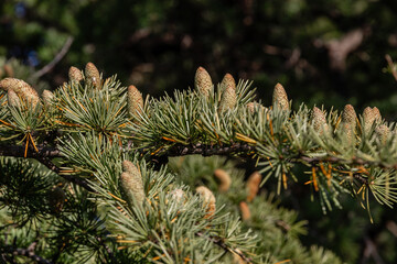 Close-up of young green larch needles. Larix sibirica, Siberian larch or Russian larc. Larch is the only deciduous European coniferous tree. A tree with fresh green leaves and cones on young branches.