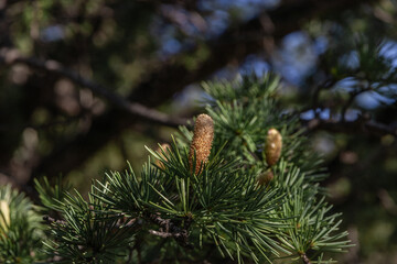 A tree with fresh green leaves and cones on young branches. Close-up of young green larch needles. Larix sibirica, Siberian larch or Russian larc. Larch is the only deciduous European coniferous tree.