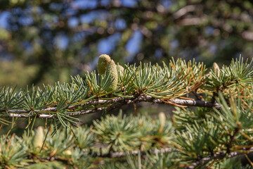 A tree with fresh green leaves and cones on young branches. Close-up of young green larch needles. Larch is the only deciduous European coniferous tree. Larix sibirica, Siberian larch or Russian larch