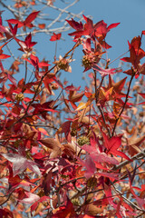 American sweet liquidambar styraciflua. Autumn leaves and seeds of Liquidambarian styraciflua, an American sweet gum, a deciduous tree. Bright red leaves and green fruits are the autumn season. 
