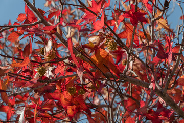 Golden leaves and green fruits of Liquidambarian eraciflua, in focus against a background of blurred leaves. The design concept is nature. Bright red leaves and green fruits are the autumn season. 