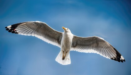 Flying White Seagull in High Resolution against Clear Blue Sky Backdrop Majestic Avian Beauty Soaring Freely over the Ocean, Ideal for Digital Art and Home Decor.