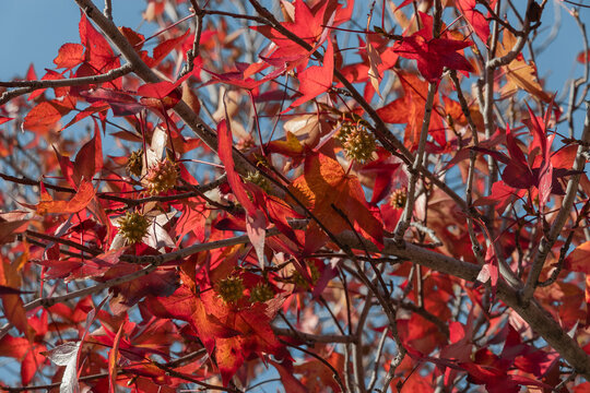 Golden leaves and green fruits of Liquidambarian eraciflua, in focus against a background of blurred leaves. The design concept is nature. Bright red leaves and green fruits are the autumn season.  - Powered by Adobe