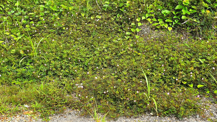 Verdant Ground Cover: A thick carpet of green ground cover plants with delicate white flowers spreads across the forest floor, illuminated by the sunlight.
