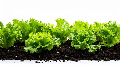 Obraz premium Rows of Fresh Green Lettuce Growing in Soil
