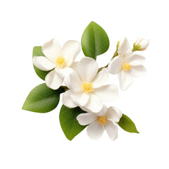 A cluster of white magnolia flowers with yellow centers and green leaves on a black background