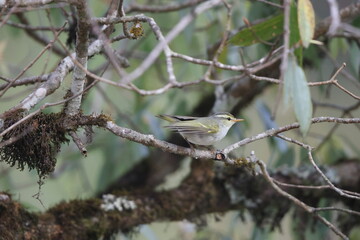 The western crowned warbler (Phylloscopus occipitalis) is a leaf warbler which breeds in Central Asia. 