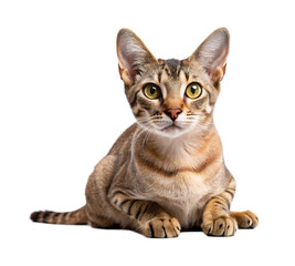 Brazilian Shorthair Cat