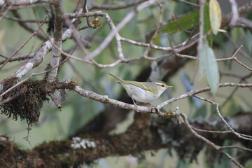 The western crowned warbler (Phylloscopus occipitalis) is a leaf warbler which breeds in Central Asia. 