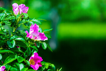 Blooming rose hips on a green natural background