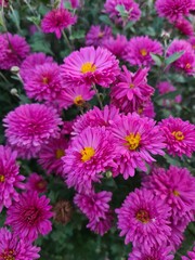 Obraz premium pink chrysanthemum flowers