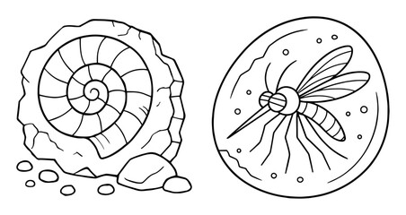 fossil ammonite and mosquito in amber illustration © Anna