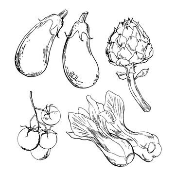 Vegetables. Artichoke, eggplant, baccho cabbage, tomatoes. Vector food line drawing on white background.