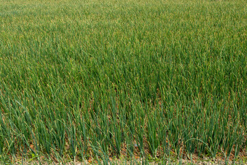 Onion crops are growing in the farmer's land and mixed farming or other crops are seen from a distance, offering a picturesque view.