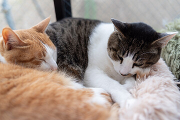窓辺で眠る可愛い二匹の猫