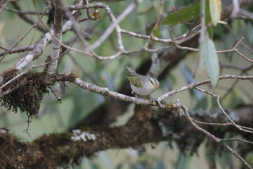 The western crowned warbler (Phylloscopus occipitalis) is a leaf warbler which breeds in Central Asia. 