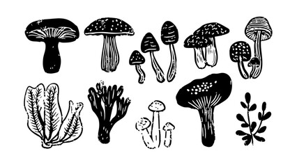 Hand Drawn Fungi Collection
