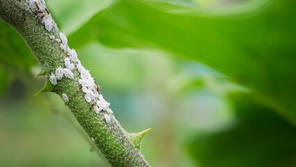 the leaf miner insect,use for pesticide or insecticide product concept,cover page,copy space	

