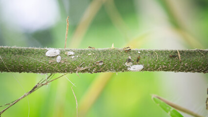 the leaf miner insect,use for pesticide or insecticide product concept,cover page,copy space	
