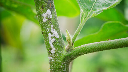 the leaf miner insect,use for pesticide or insecticide product concept,cover page,copy space	
