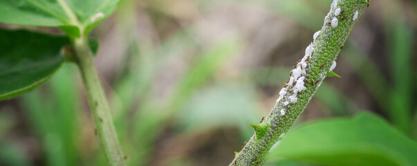 the leaf miner insect,use for pesticide or insecticide product concept,cover page,copy space	
