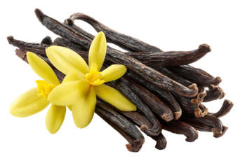 Pile of vanilla beans with two yellow vanilla flowers isolated on white or transparent png