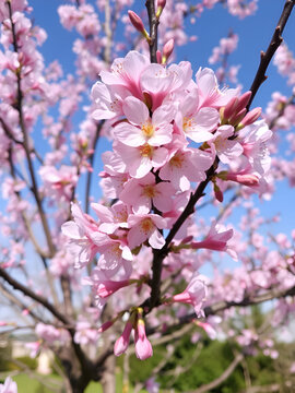 Early spring tree prunus campanulata okame in bloom