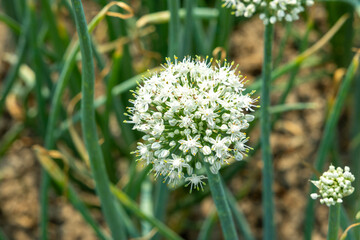 Close-up or Scenic View of Onion Plants with Blossoming Flower