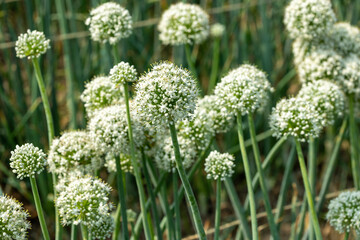 Close-up or Scenic View of Onion Plants with Blossoming Flower