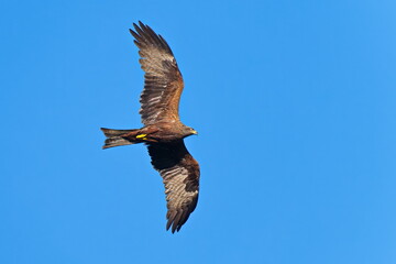 Schwarzmilan bei der Jagd in der Abendsonne